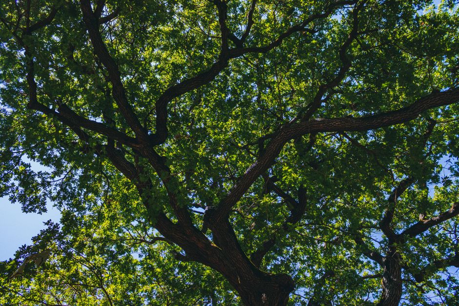 A beautiful view of a lush green oak tree canopy with sunlit leaves set against a bright blue sky.