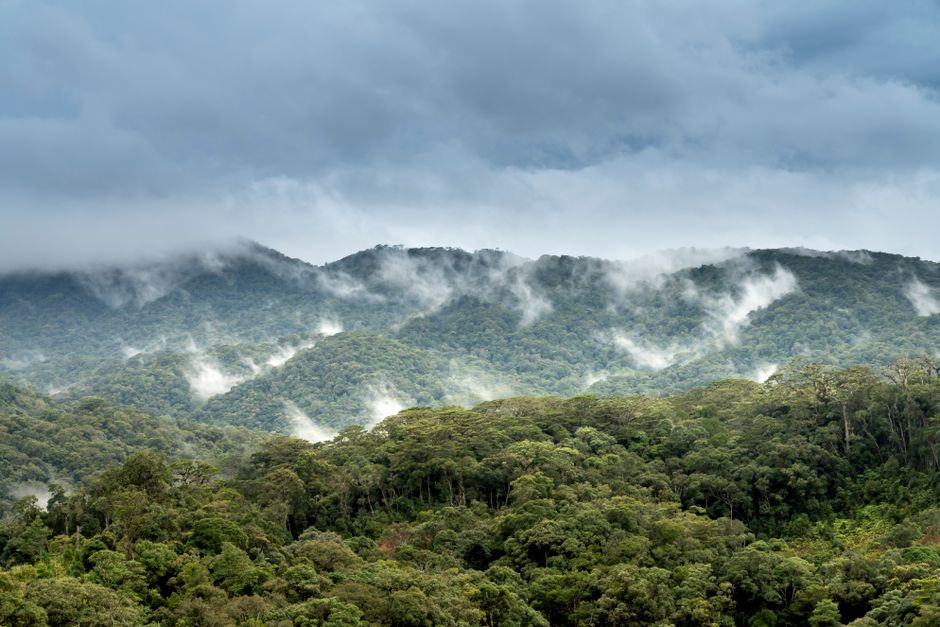 A breathtaking view of a lush tropical rainforest shrouded in mist and clouds.