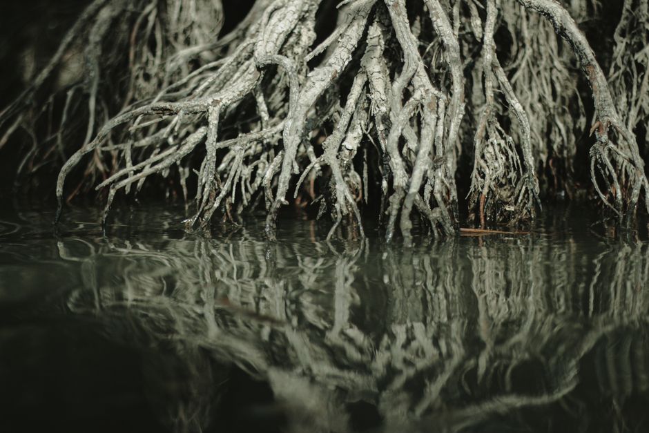 Close-up of mangrove roots reflecting in water, showcasing natural growth and environmental beauty.