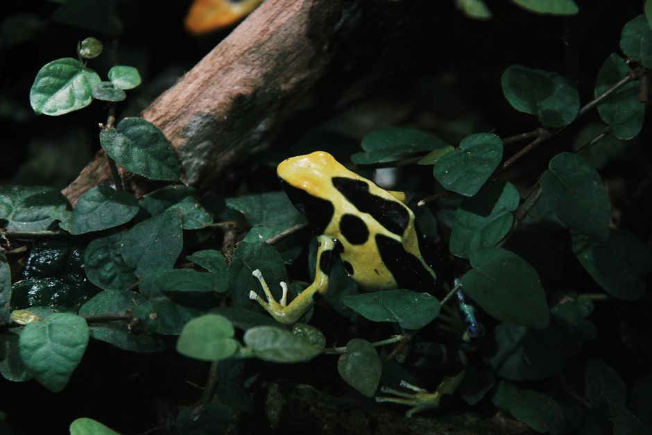 Close-up of a vibrant yellow and black poison dart frog nestled in green leaves.